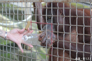 展現高智商　婆羅洲人猿撿空瓶換餅乾（圖／台北市立動物園）