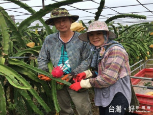 外埔區徐桂敏與丈夫賴玉郎，種植紅龍果肯問、肯學、肯努力，日前終於

獲得台中市優質紅龍果評鑑冠軍頭銜，顯示她們五年辛勤的成果。（記者陳榮昌攝）