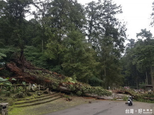 溪頭千年紅檜突然倒塌遊客感惋惜。（台大實驗林提供）