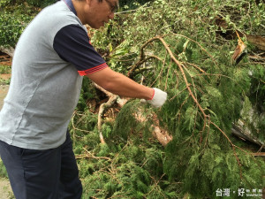 台大實驗林人員已積極採取紅檜枝條做扦插。