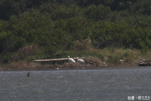 今年第一批黑面琵鷺2隻成鳥已經抵達台南保護區。（照片：李進裕老師提供、記者邱仁武翻拍）

