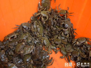 秋天到，大甲溪螃蟹開始生產，市場上每斤約六百元之價格，因量不多而可見老饕們的搶購。（記者陳榮昌攝）