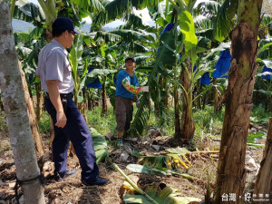 中寮鄉為中部香蕉主要產地警方加強巡護。