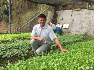 大里清潔隊廚餘堆肥種出美麗的菜園