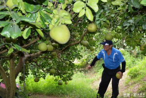 梅姬侵台柚農擔心收成被毀　展開防颱措施減輕災損