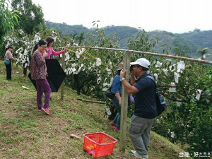 參加客家體驗巡禮活動的民眾，到東勢客庄觀光果園體驗採果樂趣。（記者黃玉鼎攝）