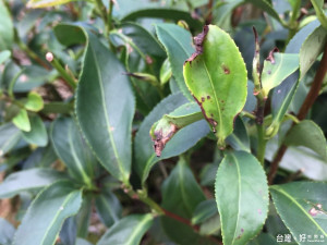 梅姬風強雨驟 坪林茶樹受損嚴重