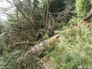 武陵四秀線風倒木阻擋步道通行，雪霸保育巡查員正陸續處理中。（雪霸國家公園管理處提供）