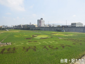 大甲區農會配合市政府宣傳2018國際花卉博覽會，在大甲區稻田打造精美

的稻田彩繪，刻彩繪工程竣工，將吸引遊客觀賞。（記者陳榮昌攝）