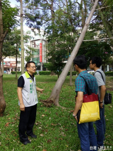 台南市東區三角公園內大樹傾倒，有的攔腰折斷至今未清理，市議員蔡旺詮邀工務局勘查，要求儘速清理扶正。