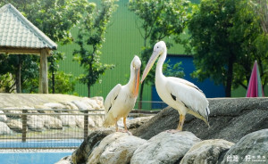 頑皮世界野生動物園的新寵，鵜鶘中體型最大的「白鵜鶘」，歡迎大家來一睹迷人的風采。（記者邱仁武／攝）
