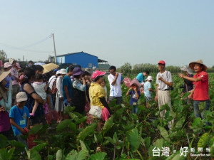 大甲區農會辦「芋鄉采風」活動，一百餘位民眾採摘無毒芋頭，高興的體

會農村生活。（記者陳榮昌攝）
