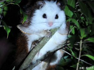 夜探大雪山，可認識白面鼯鼠等夜間精靈的活動。（圖／陳怡裕攝、東勢林管處提供）