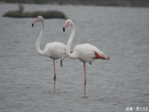 台南市生態保育學會公佈「超級迷鳥」2隻大紅鶴現身台南七股海邊。（照片黃三明提供、記者邱仁武翻拍）