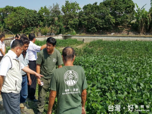 大肚大豆生長良好。林重鎣攝