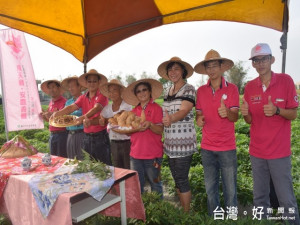 大安農會二十六日上午假田間舉行新產品「安農黃金蕃薯香腸」田間

發表會，推崇蕃薯香腸的組合，具有q、鬆又綿蜜的口味，將受大眾所

歡迎。（記者陳榮昌攝）