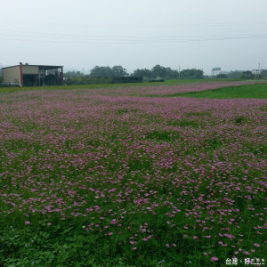 
圖:大溪花彩節將在國定古蹟李騰芳古厝週邊展開，目前已開滿波斯菊等，相當漂亮。(記者陳寶印／攝)