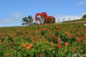 
圖:大溪花海農場慶十三年，特推出銅板價，回饋鄉親。(記者陳寶印／攝)
