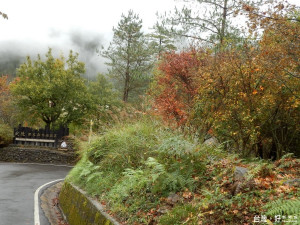 武陵國家森林遊樂區植物變裝秀登場，區內青楓、台灣紅榨槭等變色葉植物逐漸轉紅。（圖／東勢林區管理處提供）