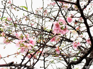 陽光運動公園河津櫻 今年二度開花