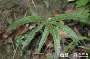 圖說：推動工程生態檢核 全力維護生物多樣性與棲地環境，圖為爪哇鳳尾蕨-臺灣維管束植物紅皮書初評名錄瀕危植物-
