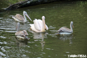 （圖／台北市立動物園）