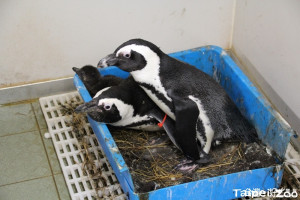 （圖／台北市立動物園）