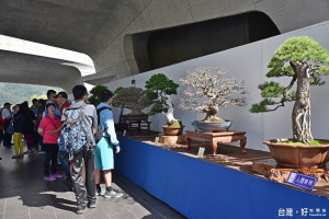 中華盆栽作家協會在向山遊客中心辦理盆栽作風展，百餘盆栽盆盆精彩。