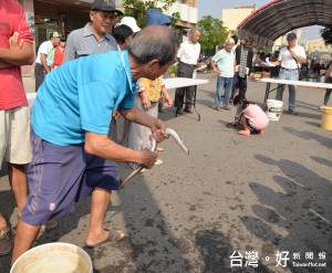 「浪鰻滿烏，蛤樂趣文化季」現場鄉親體驗抓鰻魚、挾文蛤的樂趣，並享用烏魚及鰻魚風味餐。（記者陳昭宗拍攝）