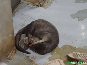 雙胞胎水獺寶寶好萌，全家搶著「照顧」（圖／台北市立動物園提供）