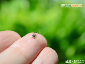 連日降雨孳生病媒蚊　北市56歲女性染登革熱