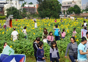 平鎮花彩節壓軸登場，民眾攜老扶幼湧入向日葵花田觀賞。