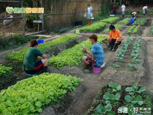 荒地變菜園　幫助戒癮居民找回成就感