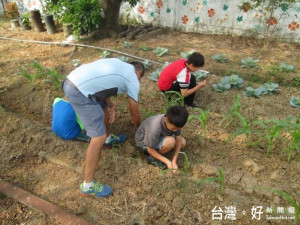 重寮國小落葉當堆肥，食農教育真體驗！