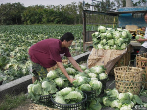 中央「抓菜蟲」打壓菜價　李進勇：農民怒氣浮起