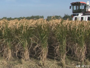 在地好香米收成 品嚐好米是時候