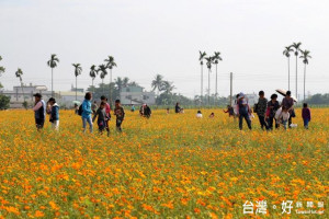 中埔鄉秋日野趣花海爭奇鬥艷