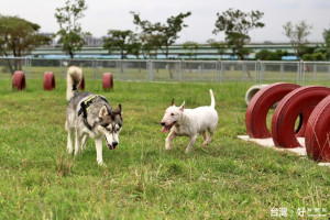 浮洲橋寵物公園提供更多與寵物犬互動的專用場所。（圖／記者黃村杉攝）