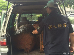 警方查獲「山老鼠」盜伐珍貴林木扁柏樹頭材四株，總材積約十三立方公尺，市值近二千萬元。（圖／保七總隊第五大隊提供）