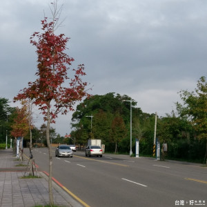 圖:北橫公路復興路一段的楓葉已泛紅，下是賞楓佳機。(記者陳寶印／攝)