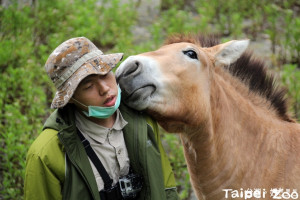 台北市立動物園的蒙古野馬「勇春」，是保育員心目中相對較「愛漂亮」的個體，不但非常享受保育員替牠梳理毛髮的過程，也因此和保育員培養出良好的默契。（圖／台北市立動物園）