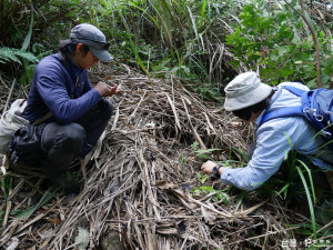 東勢林區管理處會同研究團隊到谷關地區搜尋熊蹤，發現以芒草凹折而成的「熊窩」。（圖／東勢林區管理處提供）