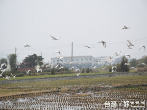 約百隻似「埃及聖朱鷺」群棲大安區龜殼里田間，讓民眾驚艷，觀賞

、拍照熱絡，飛起時點點白雪煞是美觀。（記者陳榮昌攝）