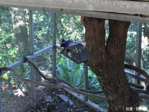 動保處接獲民眾檢舉，現場查緝時發現飼養各式類的保育類野生動物。（圖／動保處提供）