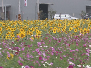 百花盛開在竹北 休耕田化身美麗花海