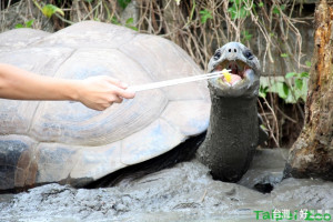 天冷230公斤陸龜爬不回家，保育員誘餌引導（圖／台北市立動物園提供）