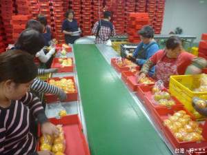 石岡區農會雇工進行椪柑的包裝、裝櫃作業，今年預計外銷一百公噸。（記者黃玉鼎攝）