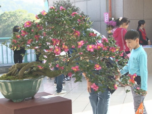 茶花展在青草湖 帶來繽紛盆景藝術