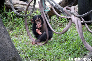 （圖／台北市立動物園）