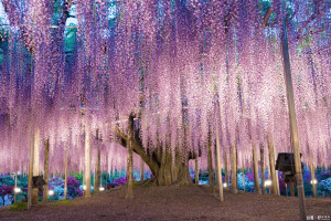 每年的4月下旬至5月上旬是欣賞紫藤花開勝景的最佳時節。（圖／喜鴻假期提供）